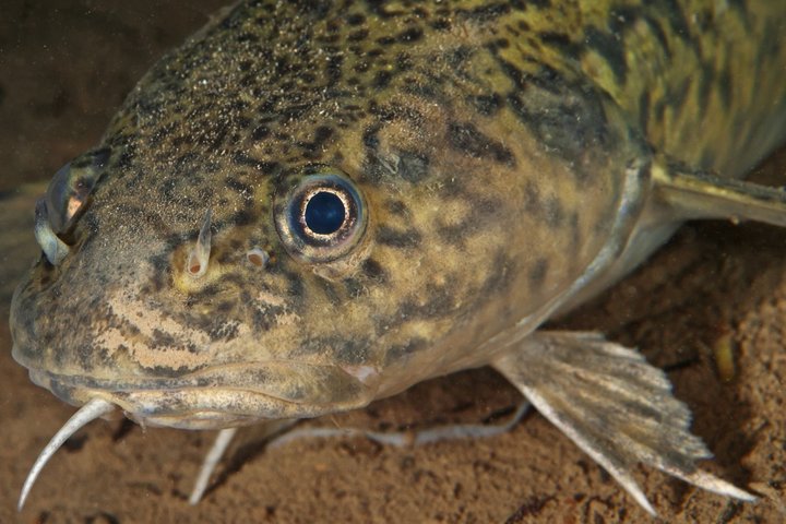 Vėgėlė (asociatyvi nuotrauka)