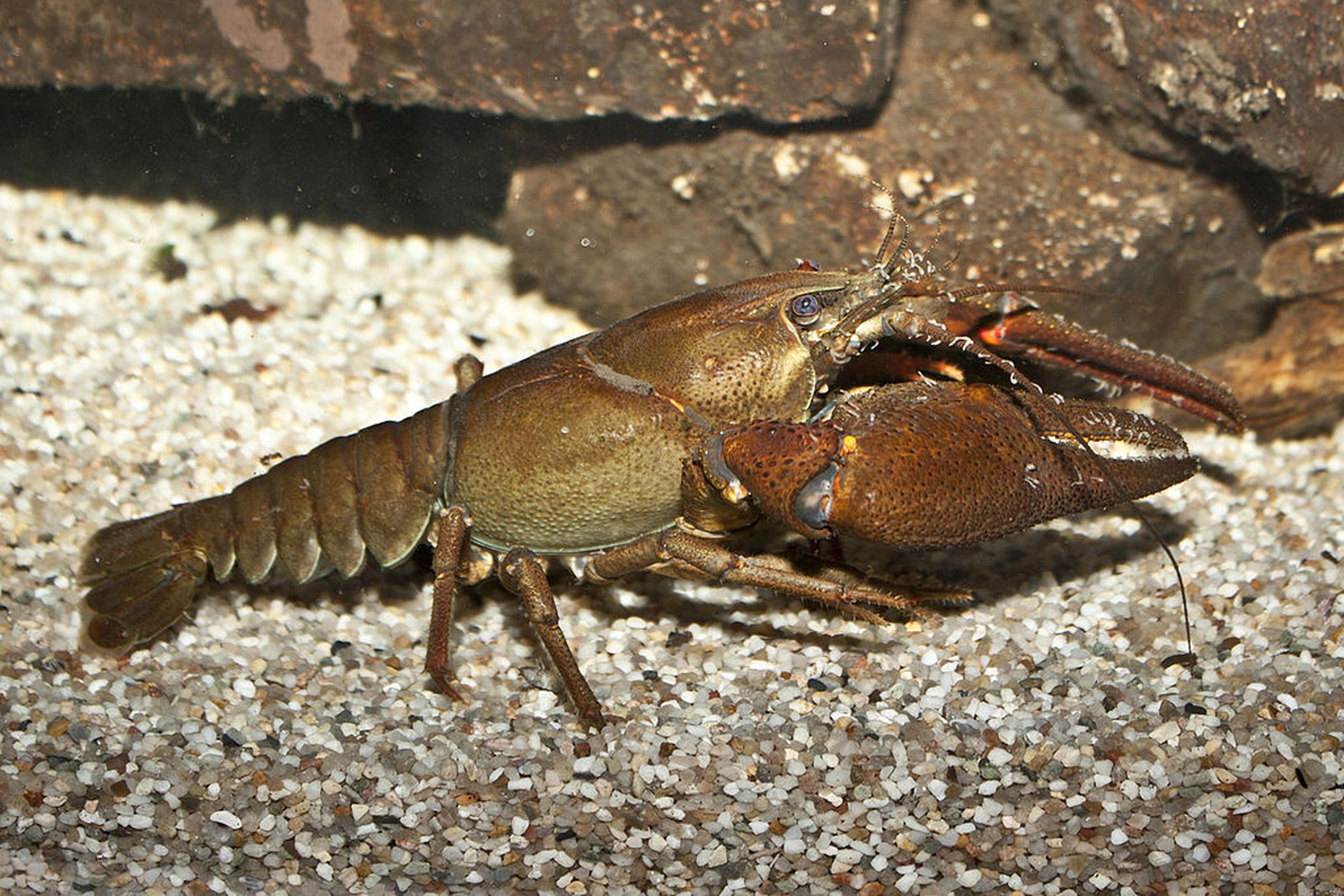 Iliustracija