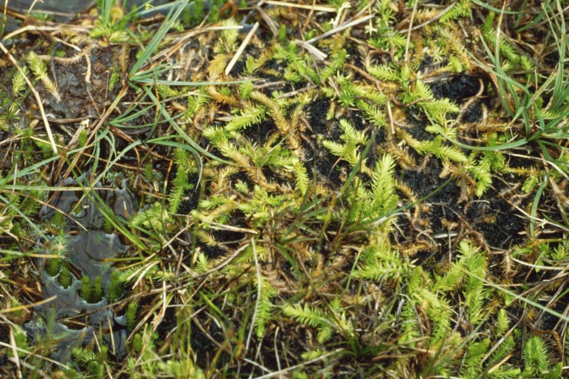Iliustracija