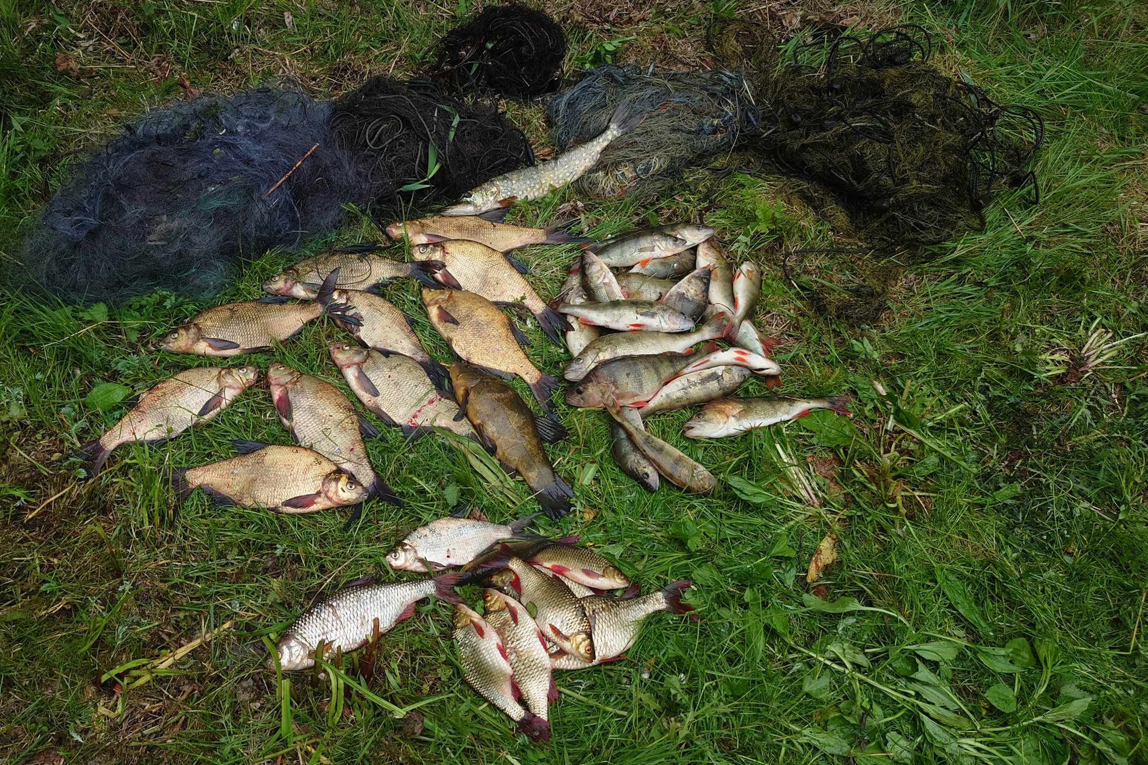 Iliustracija