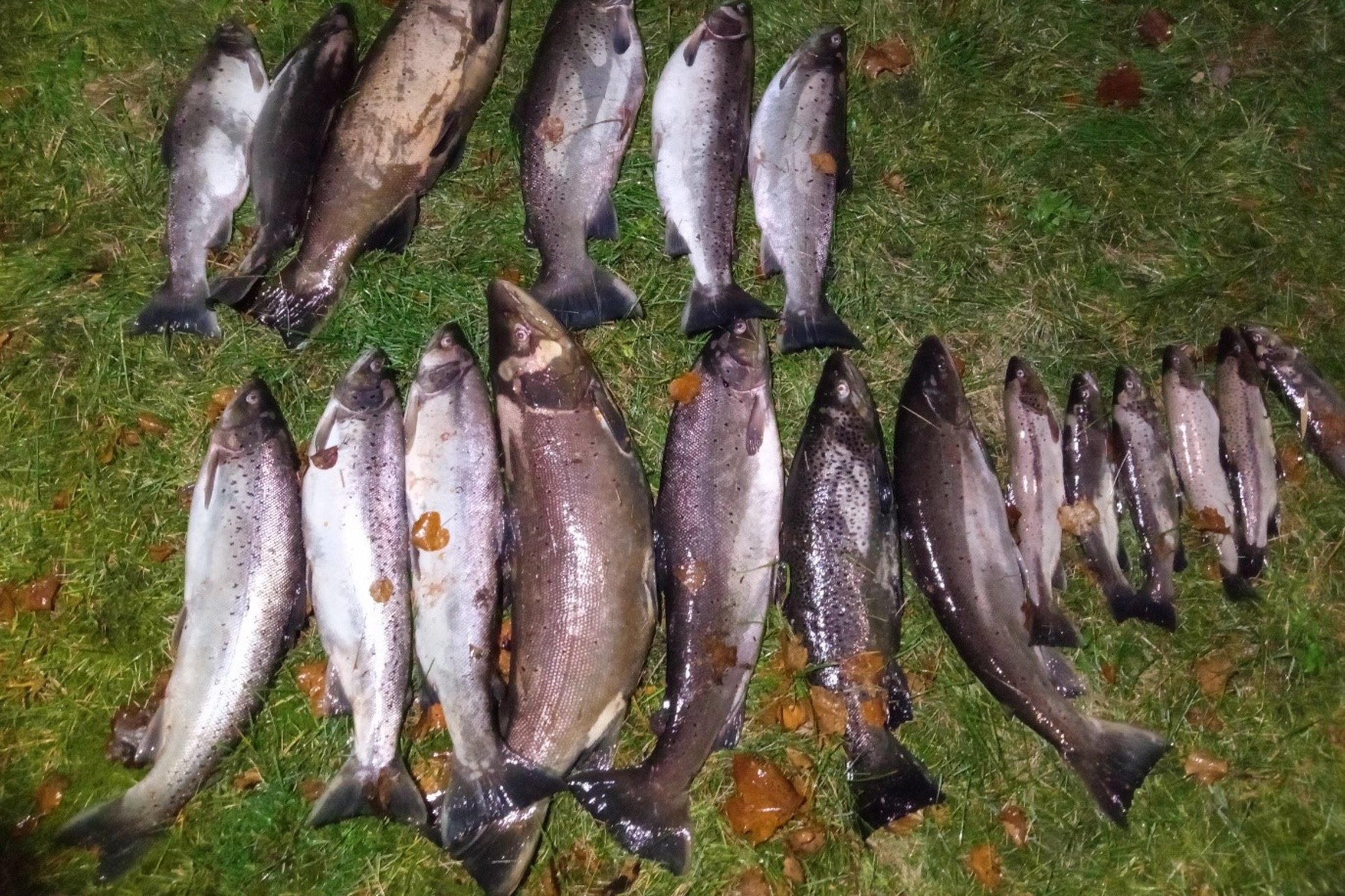Iliustracija