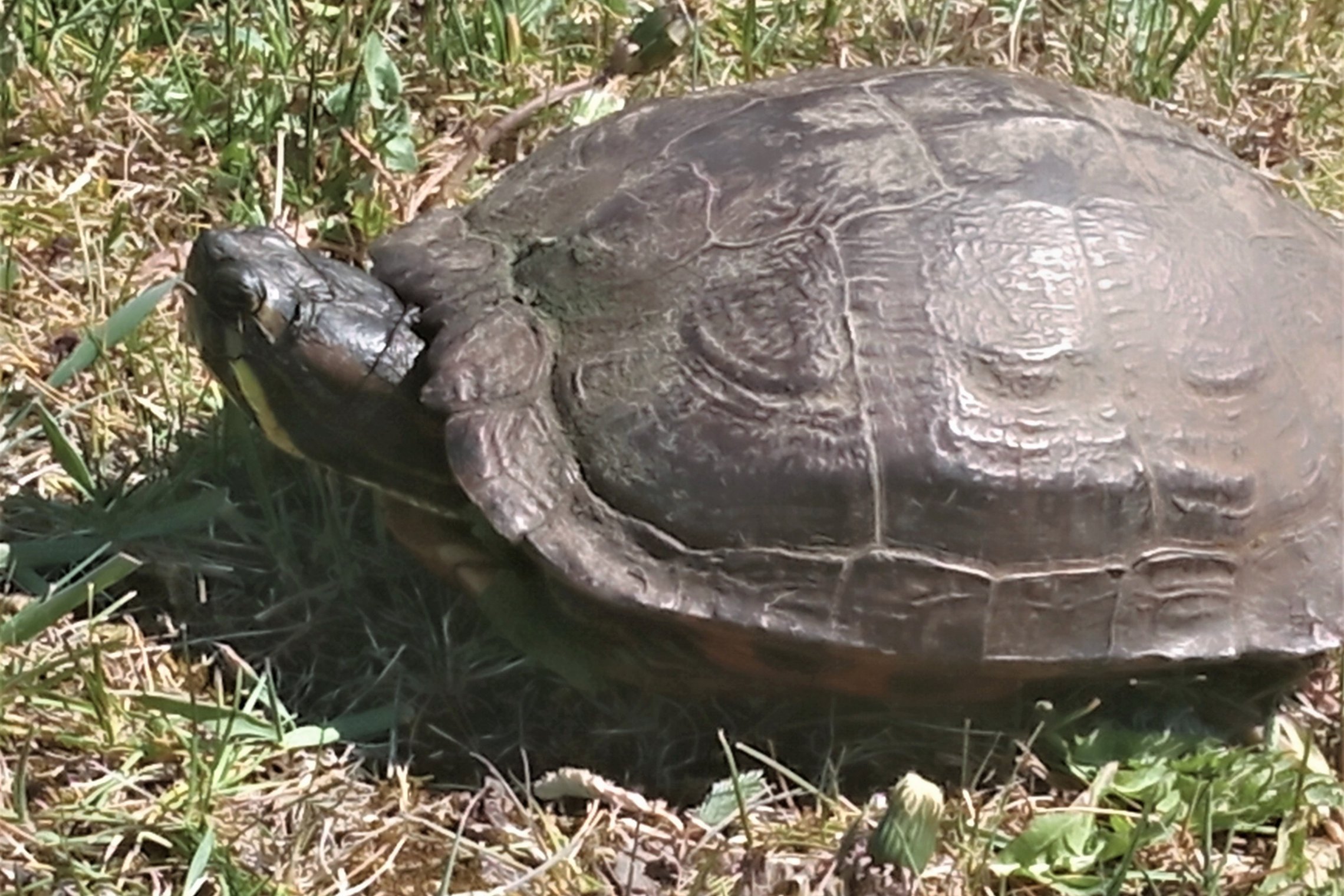 Iliustracija