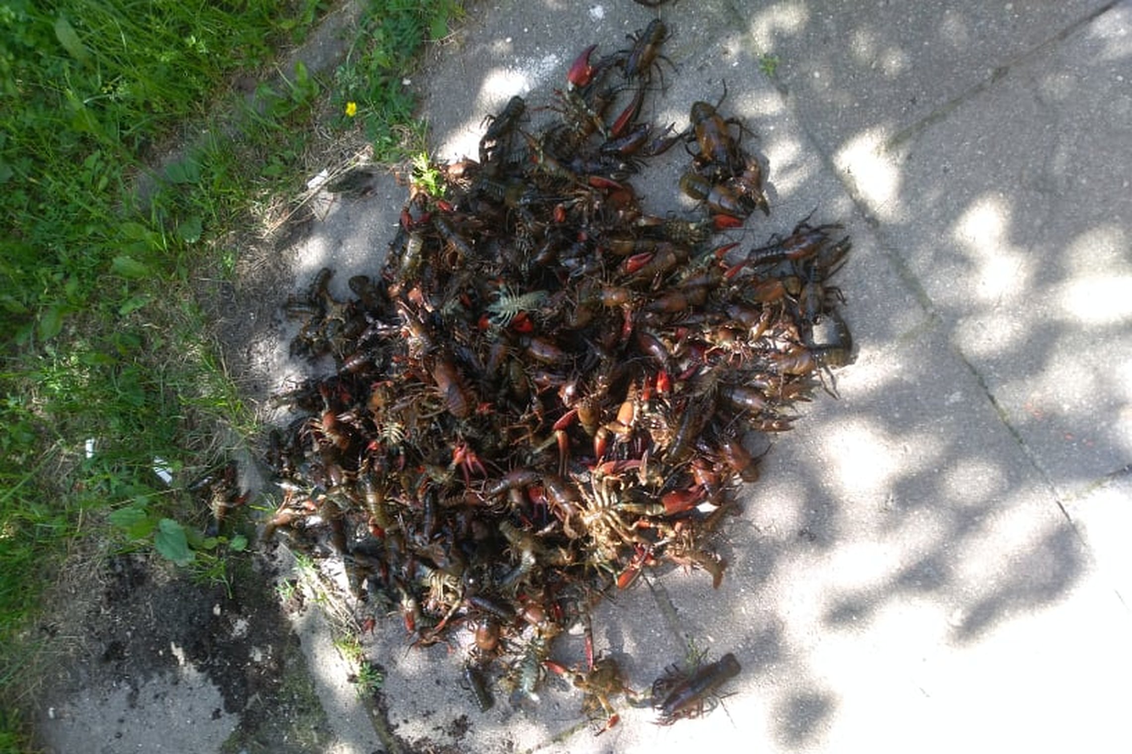 Iliustracija