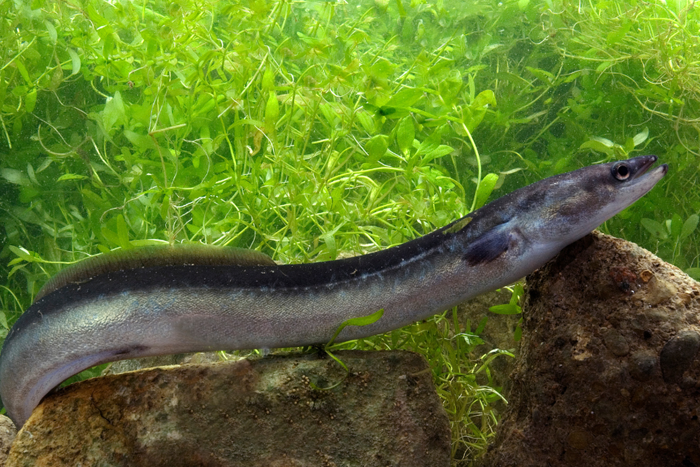 Iliustracija