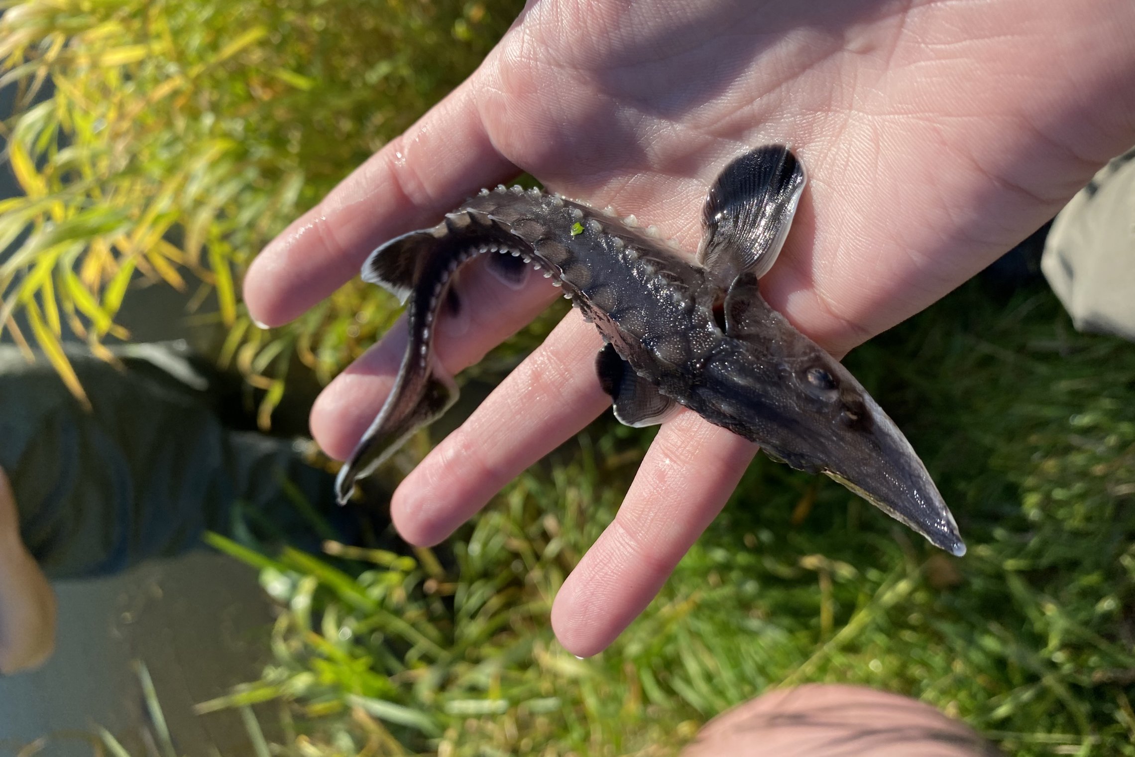 Iliustracija