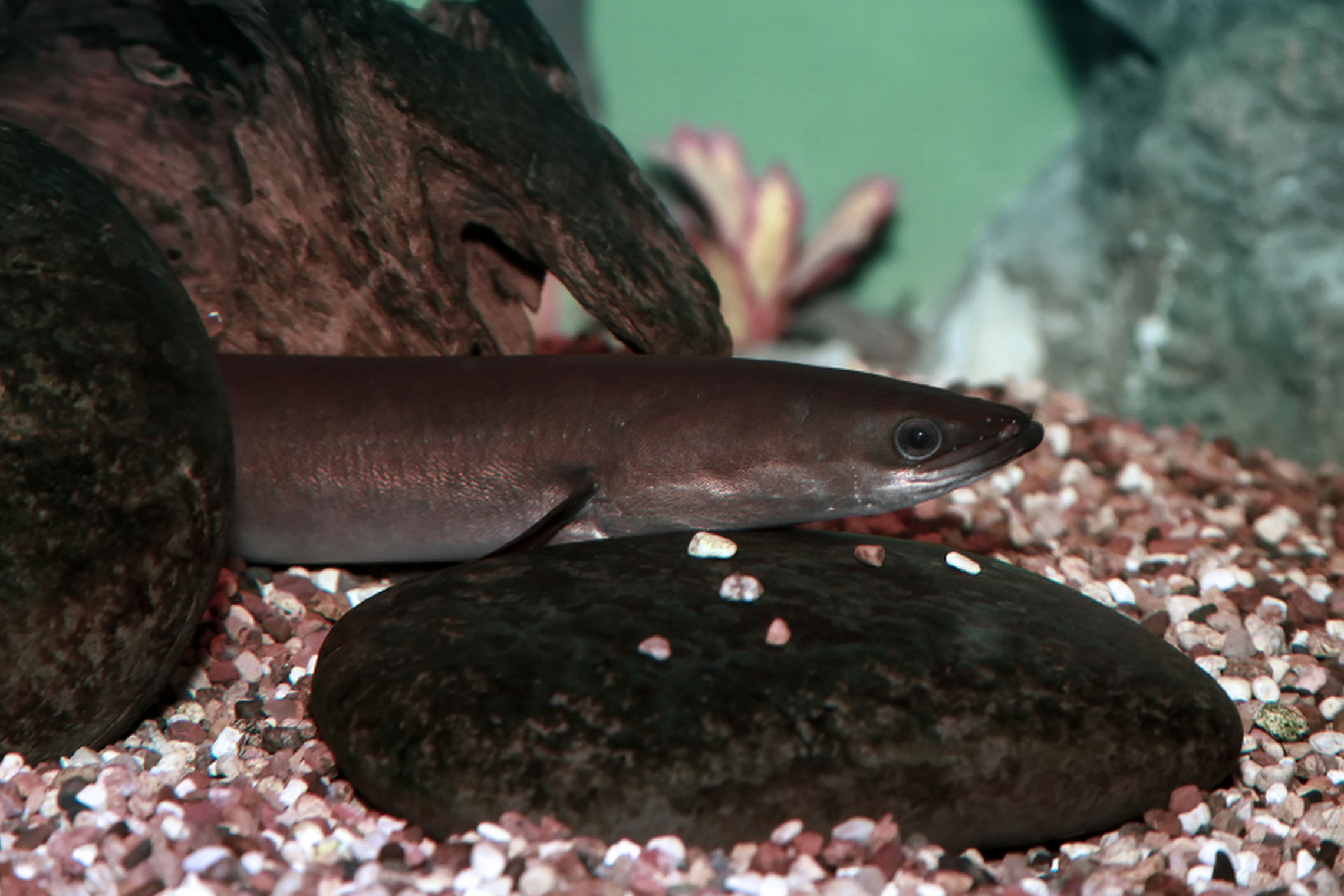 Iliustracija