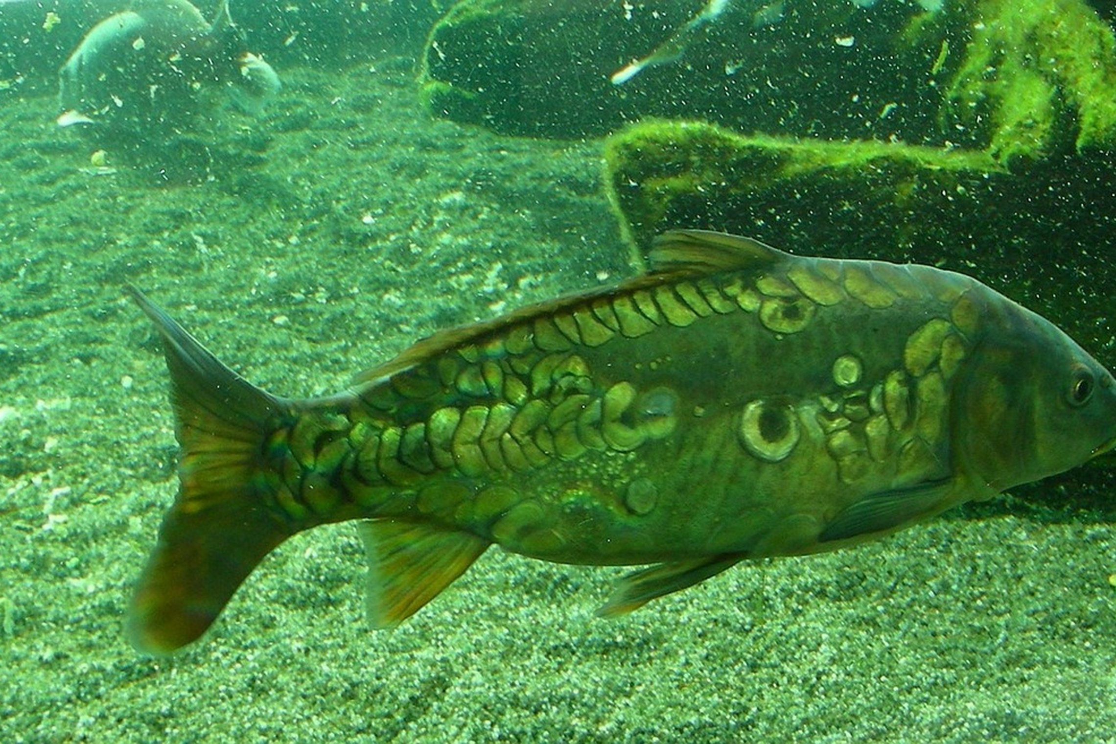 Iliustracija