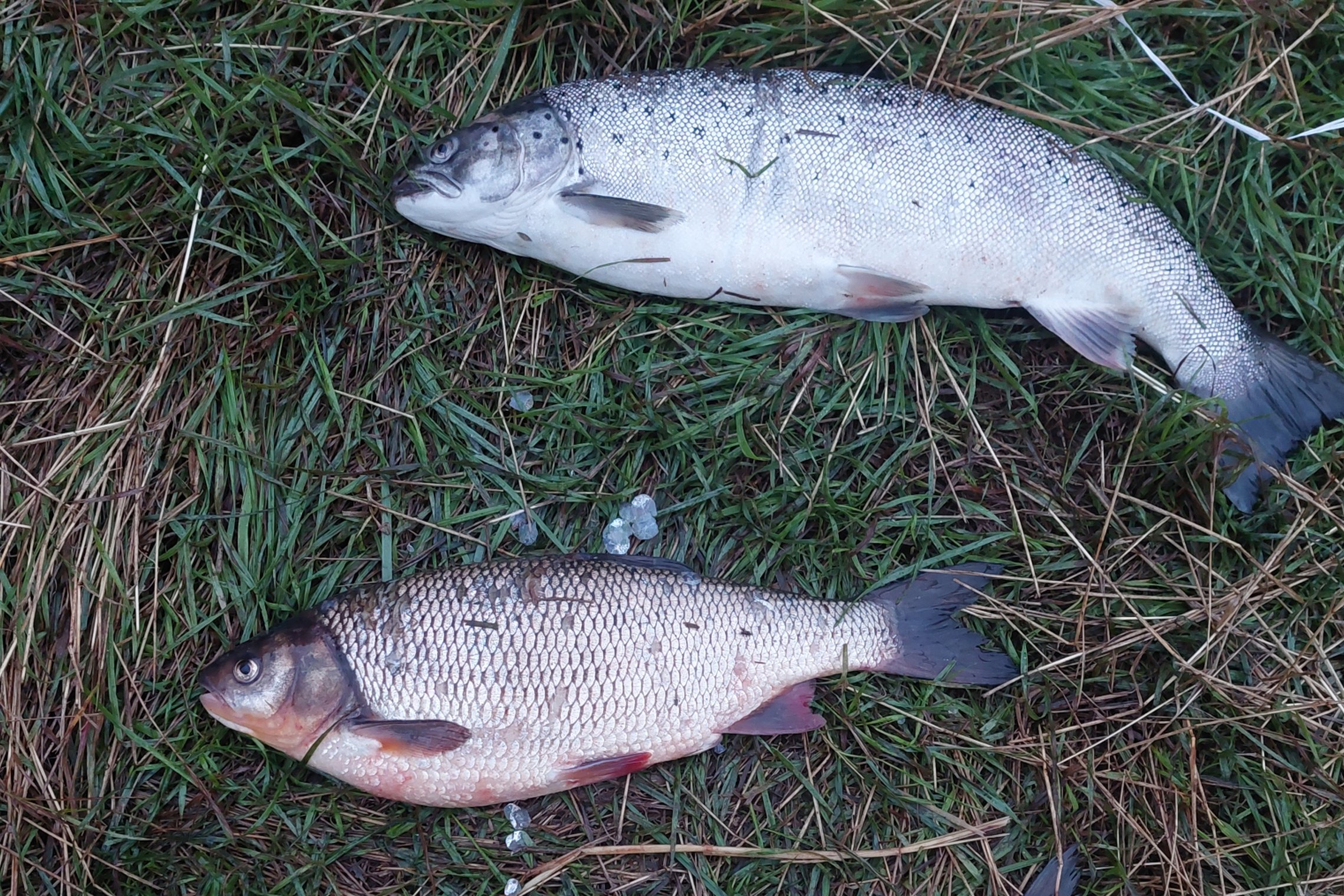 Iliustracija