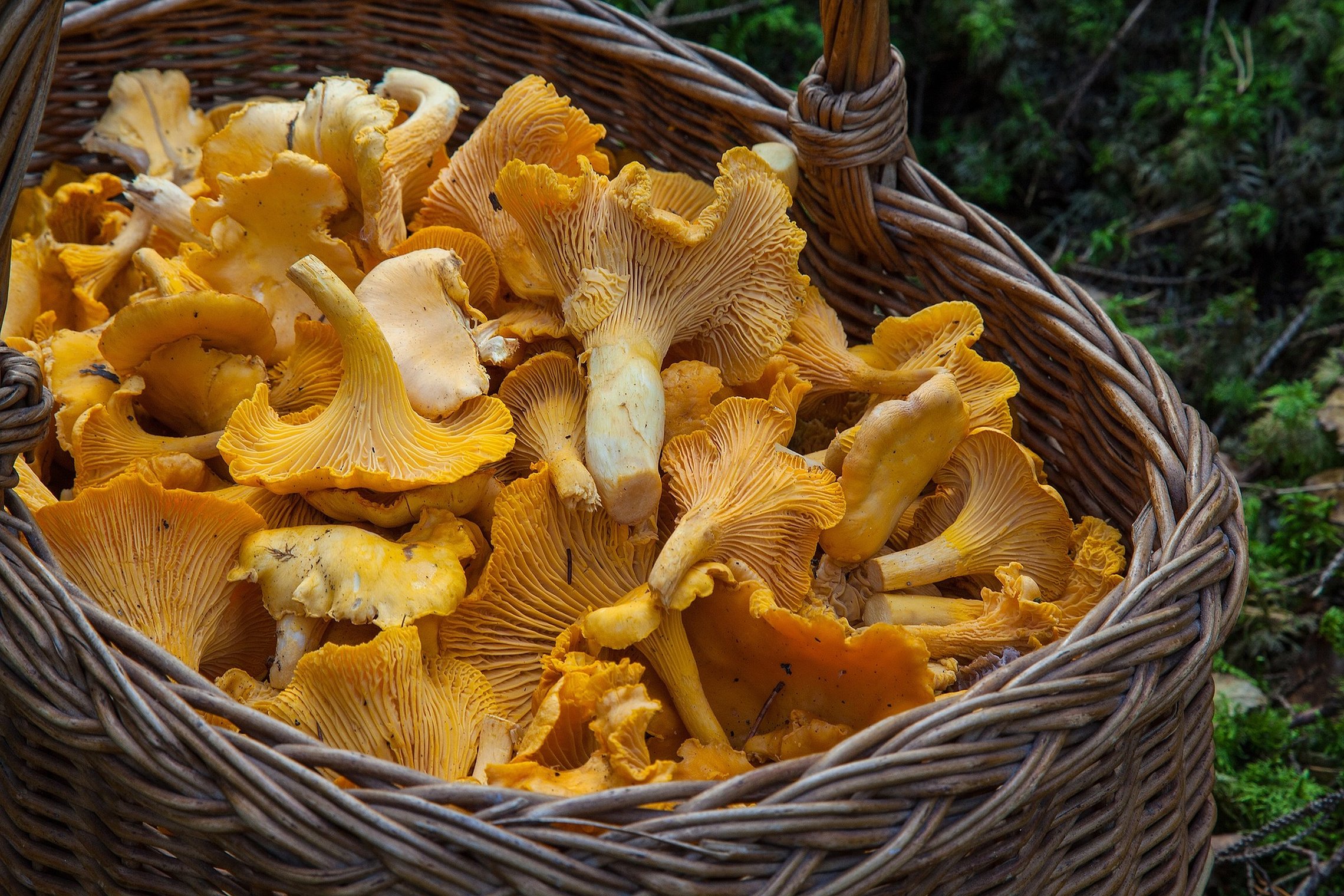 Iliustracija