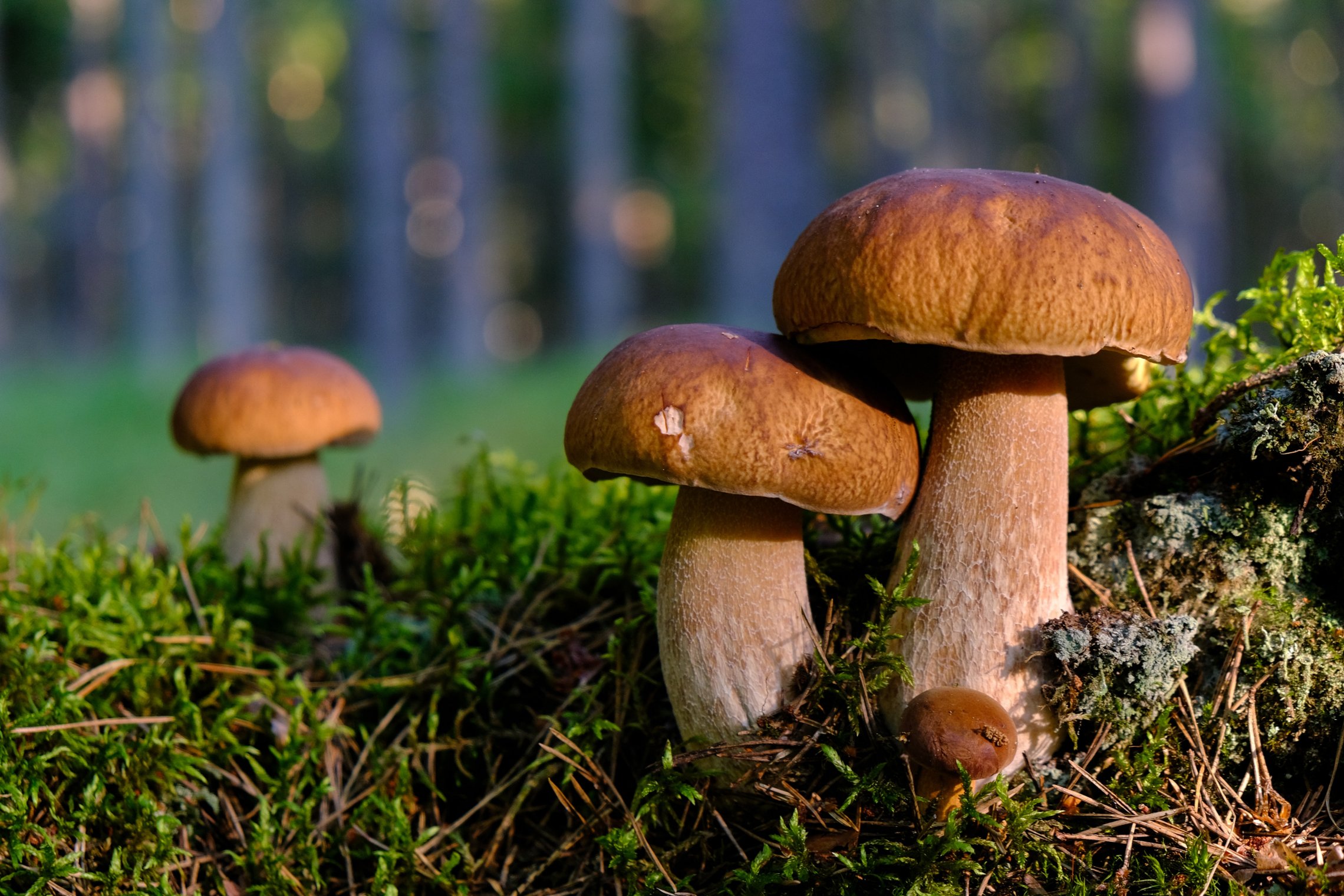 Iliustracija