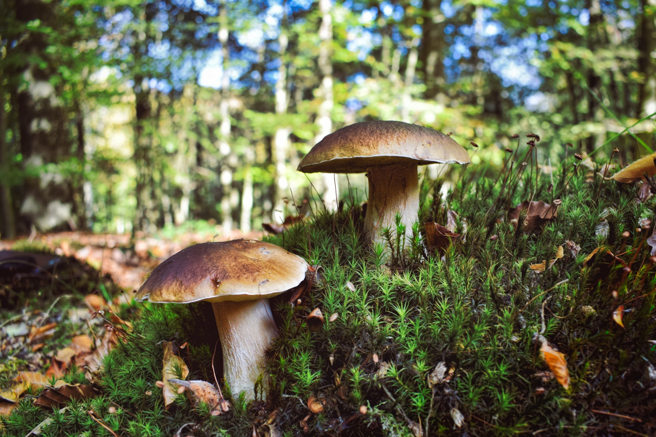 Iliustracija