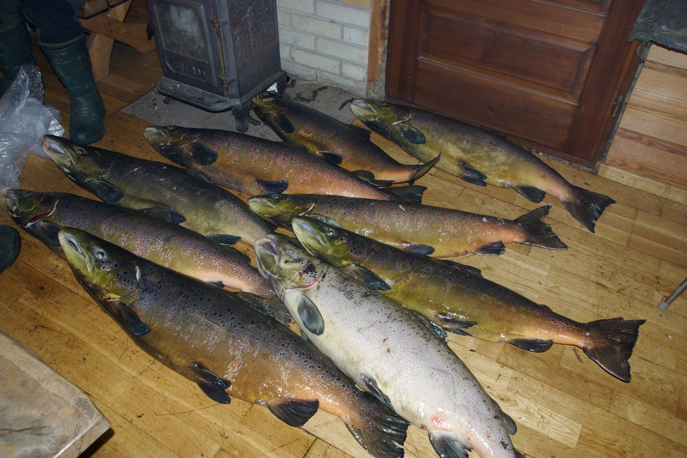 Iliustracija