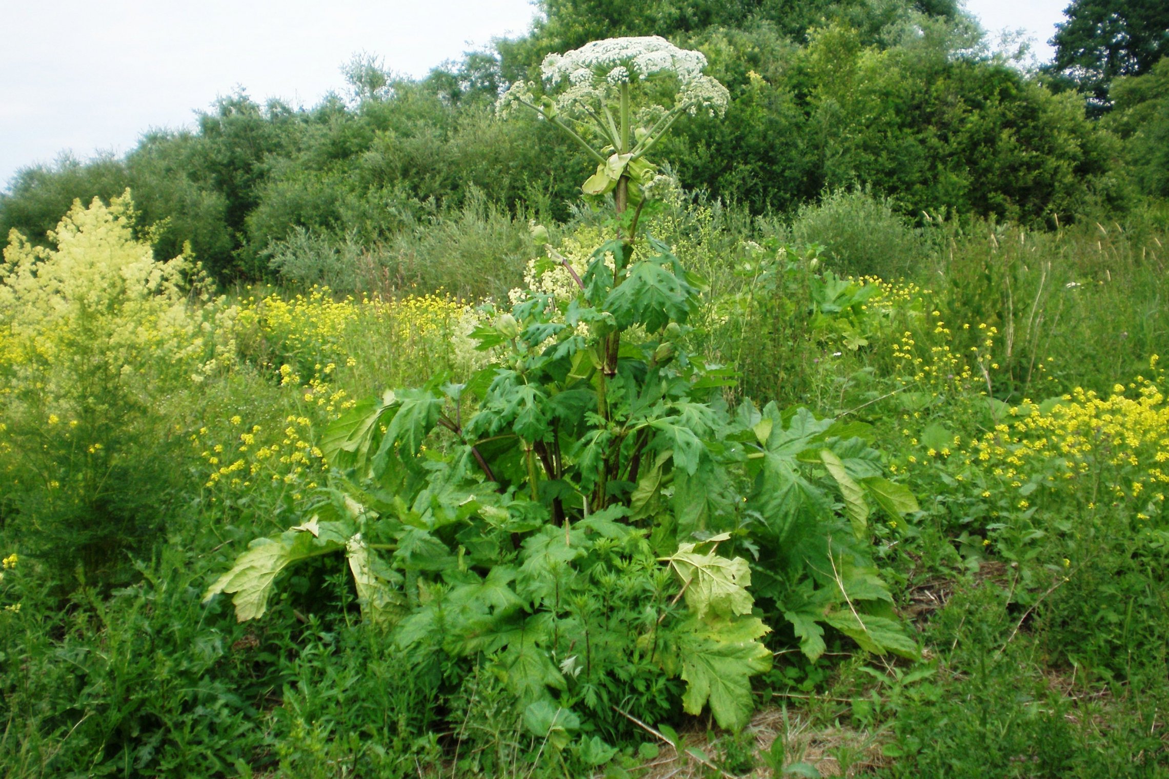 Iliustracija