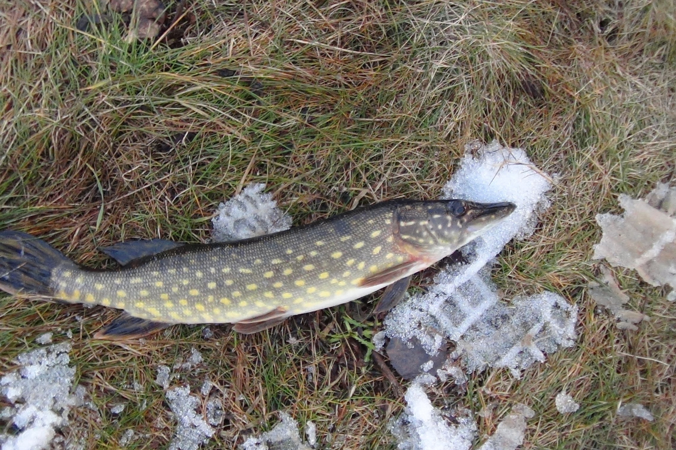Iliustracija
