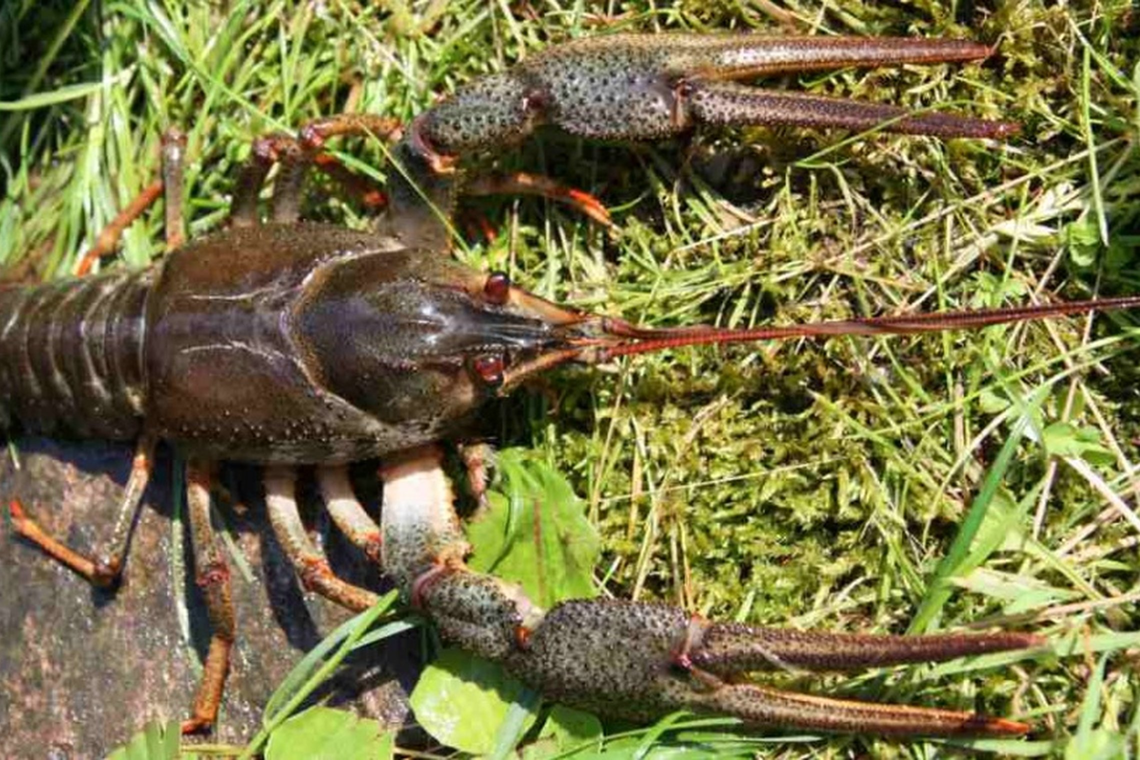 Iliustracija