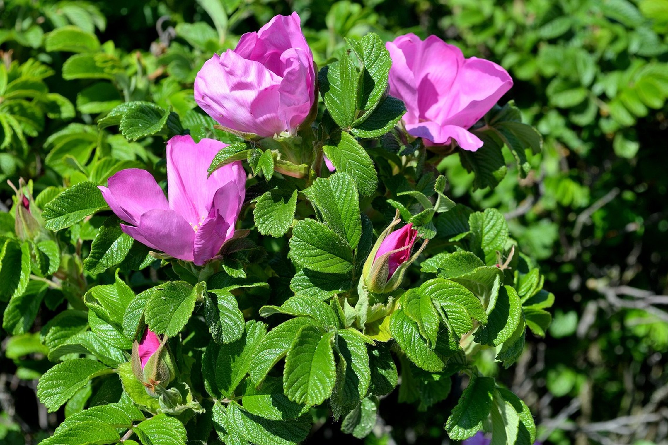 Iliustracija