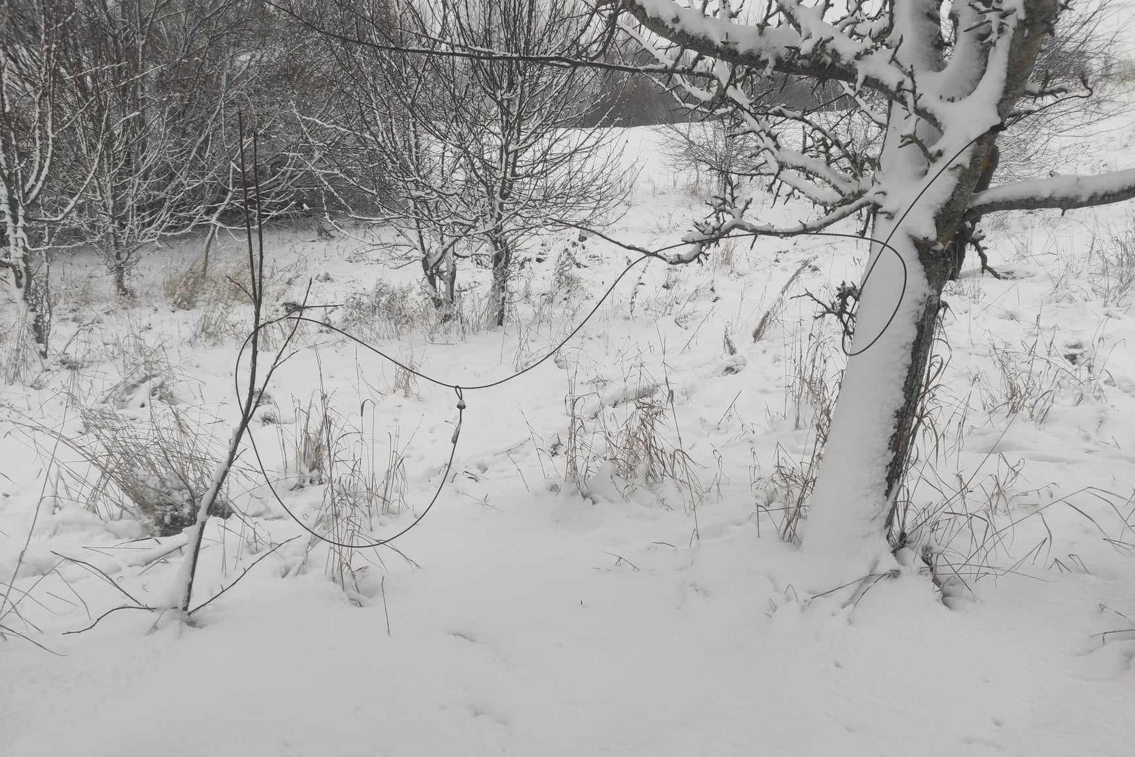 Kilpa laukiniams gyvūnams gaudyti