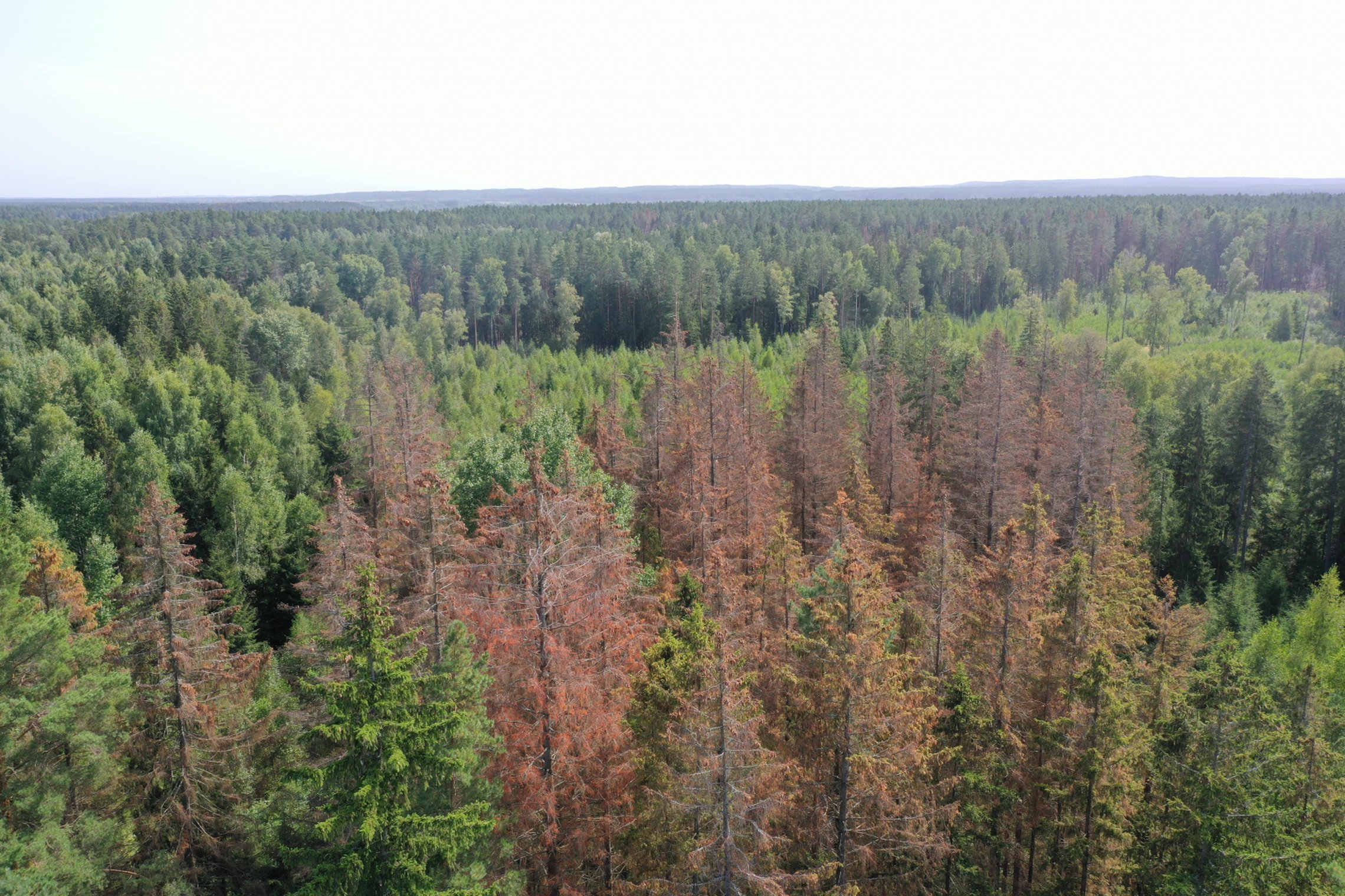 medžių kenkėjų pažeisti miškai