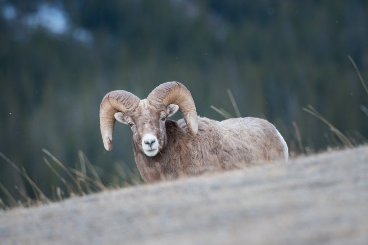 Kalninis avinas (asociatyvi nuotrauka)