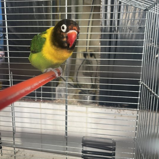 Agapornis (lot. Agapornis personatus)
