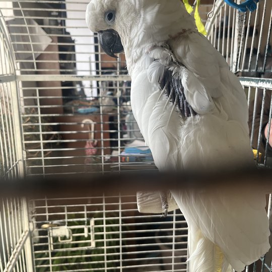 Geltonkuodė kakadu (lot. Cacatua galerita)