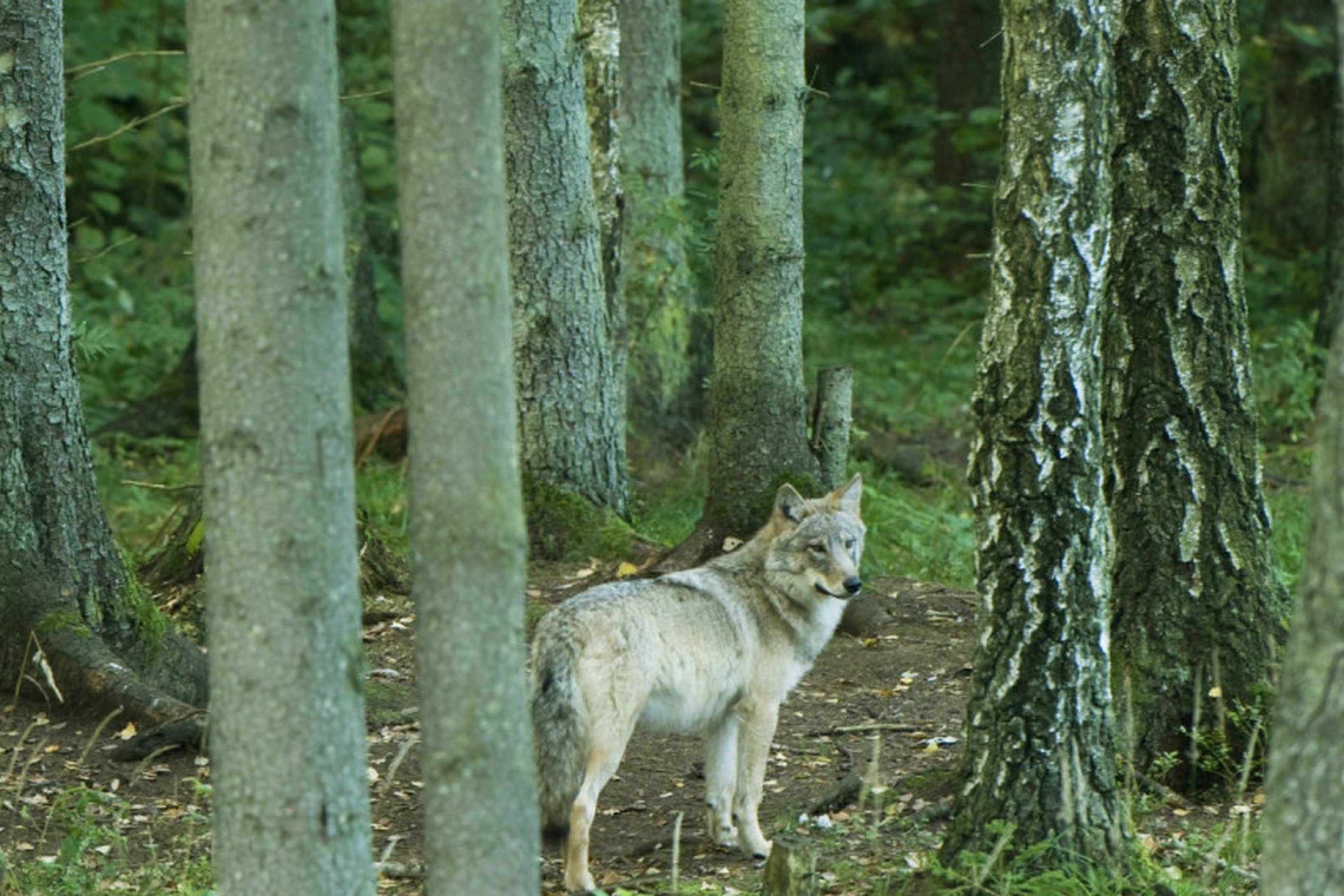 Vilkas (asociatyvi nuotrauka)