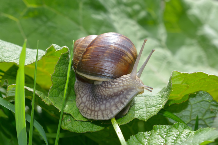 Vynuoginė straigė (lot. Helix pomatia)
