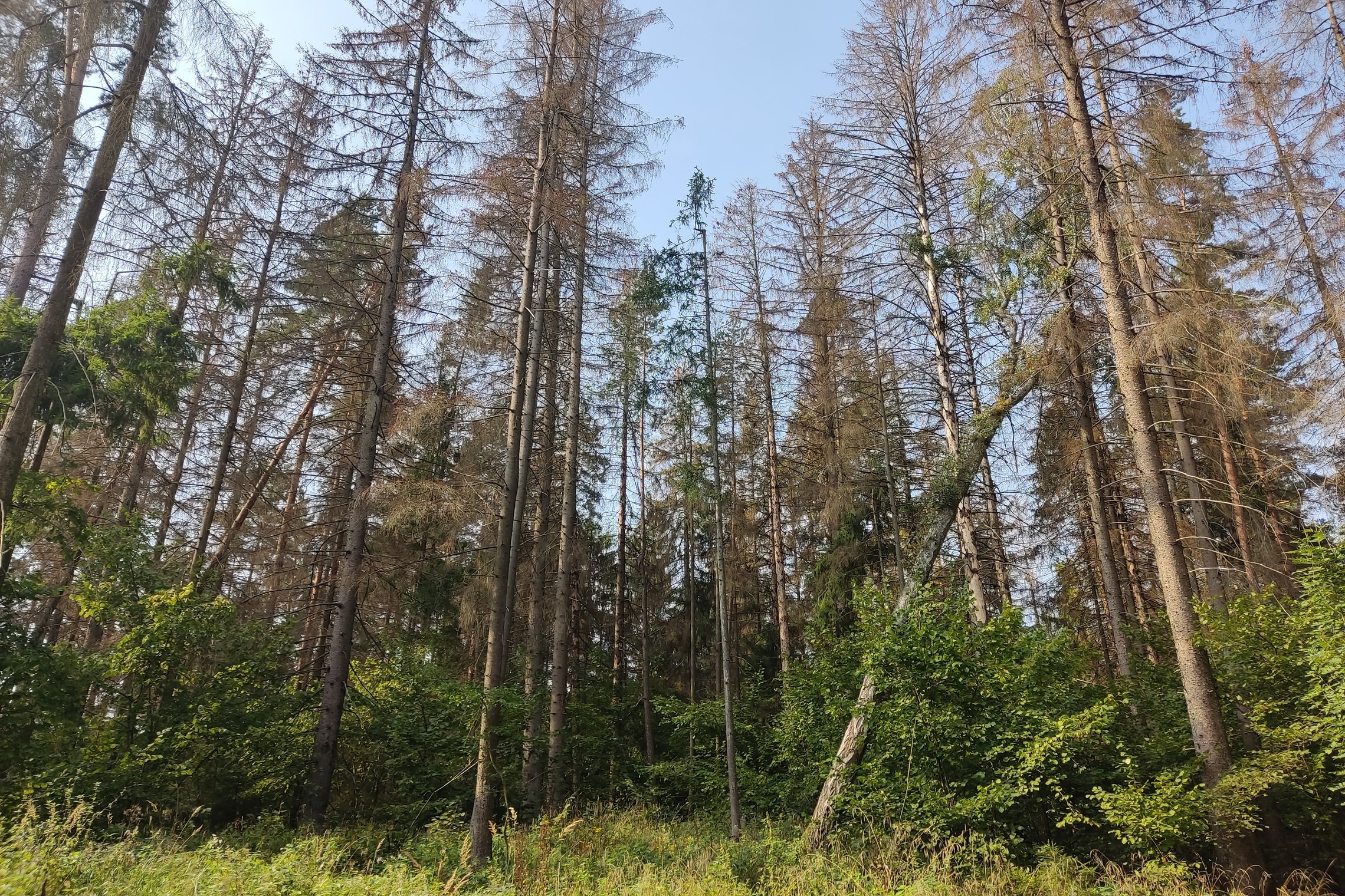 Miškas (asociatyvi nuotrauka)