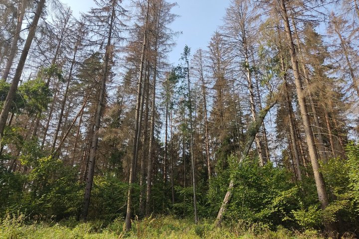 Miškas (asociatyvi nuotrauka)