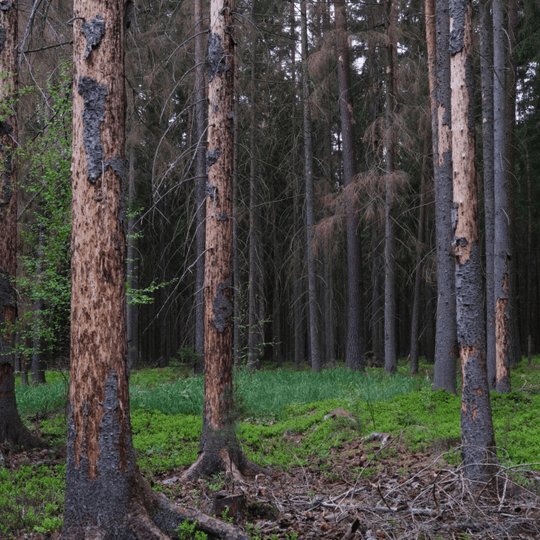 Žievėgraužio tipografo pažeisti eglių kamienai