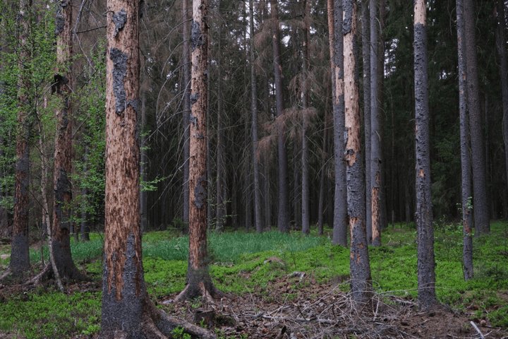 Žievėgraužio tipografo pažeisti eglių kamienai