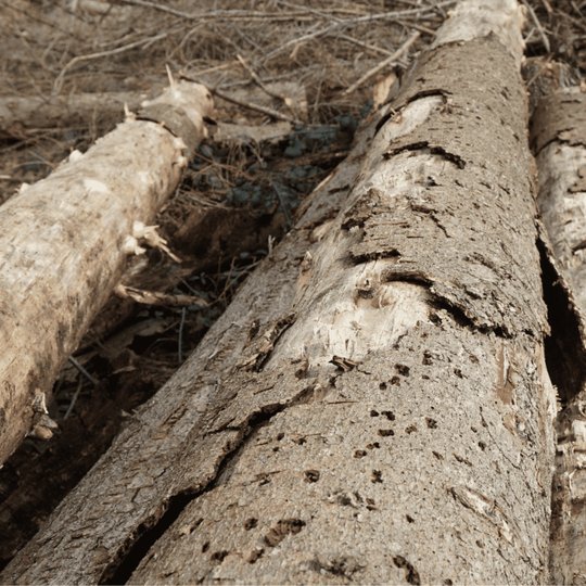 Žievėgraužio tipografo pažeisti eglių kamienai