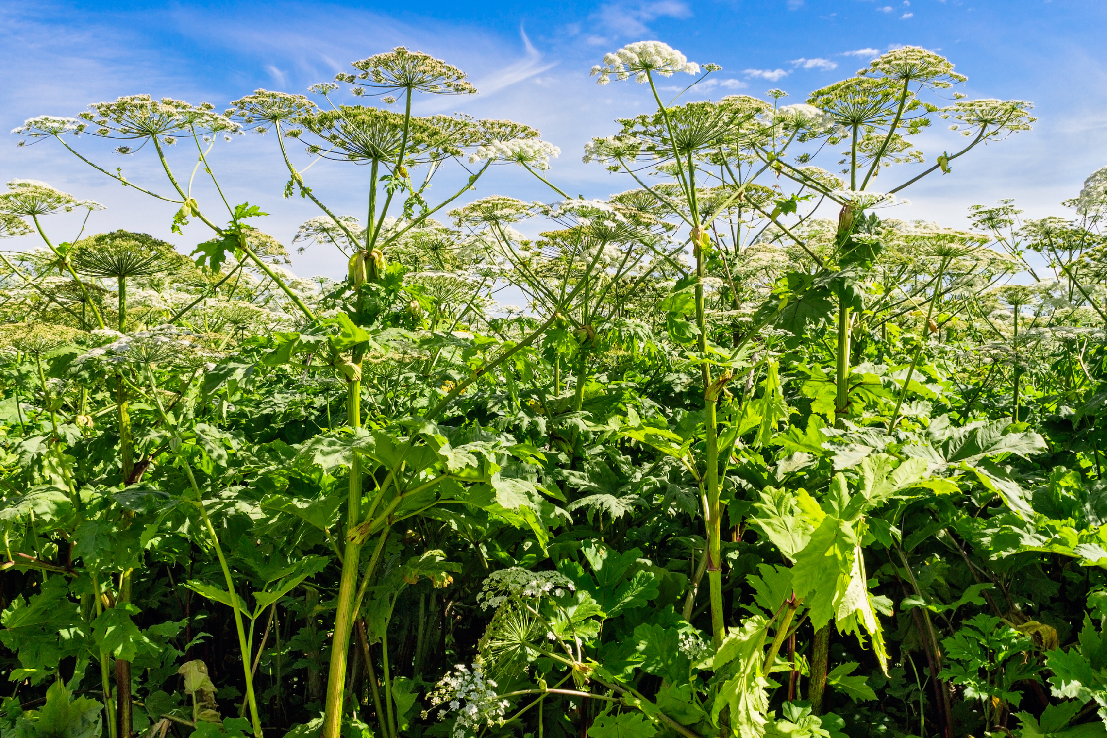 Invazinis augalas Sosnovskio barštis (Heracleum sosnowskyi)