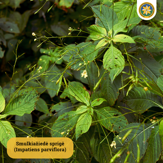 Iliustracija