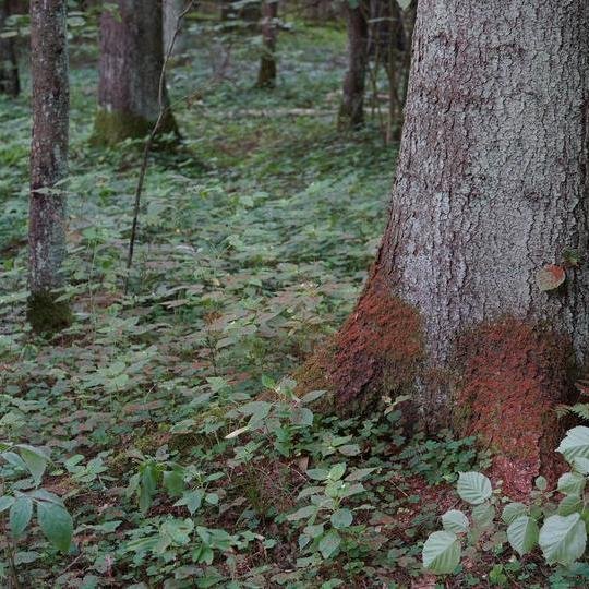 Smulkios, rusvos spalvos pjuvenos