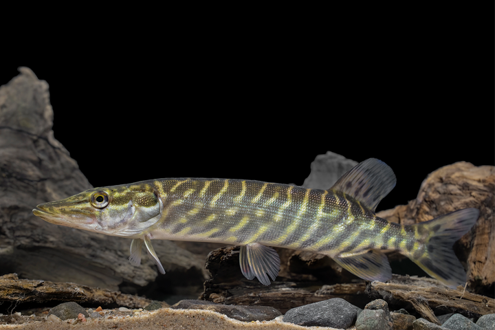 Europinė lydeka (Esox lucius) @WaterLife © Justo Dainio nuotr.