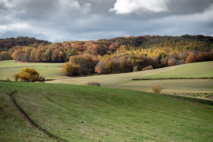 Laukai (asociatyvi nuotrauka)