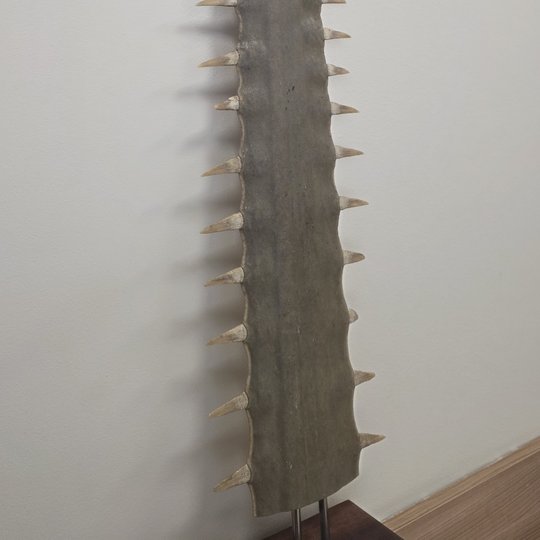 Pjūklažuvės rostrumas (nuotrauka)