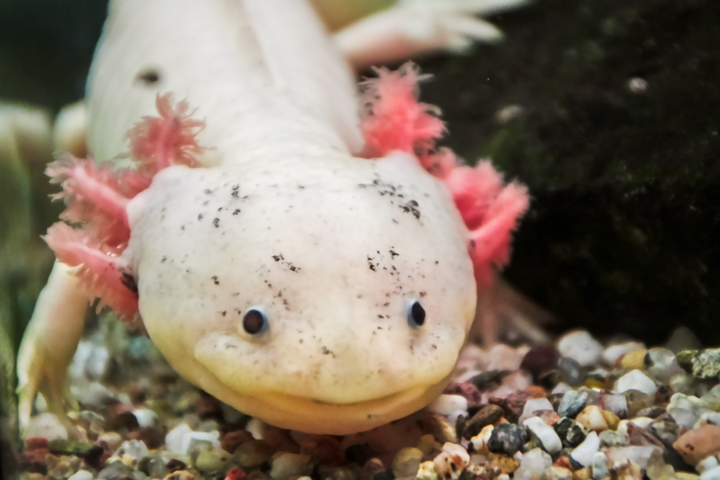 Aksolotlis, lot. Ambystoma mexicanum (asociatyvi nuotrauka)