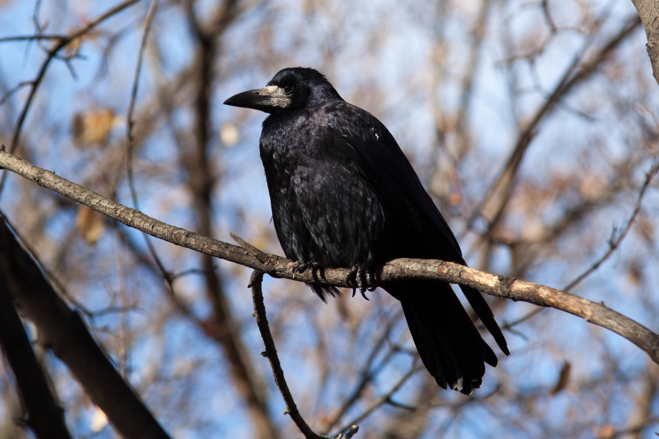 Kovas (asociatyvi nuotrauka)