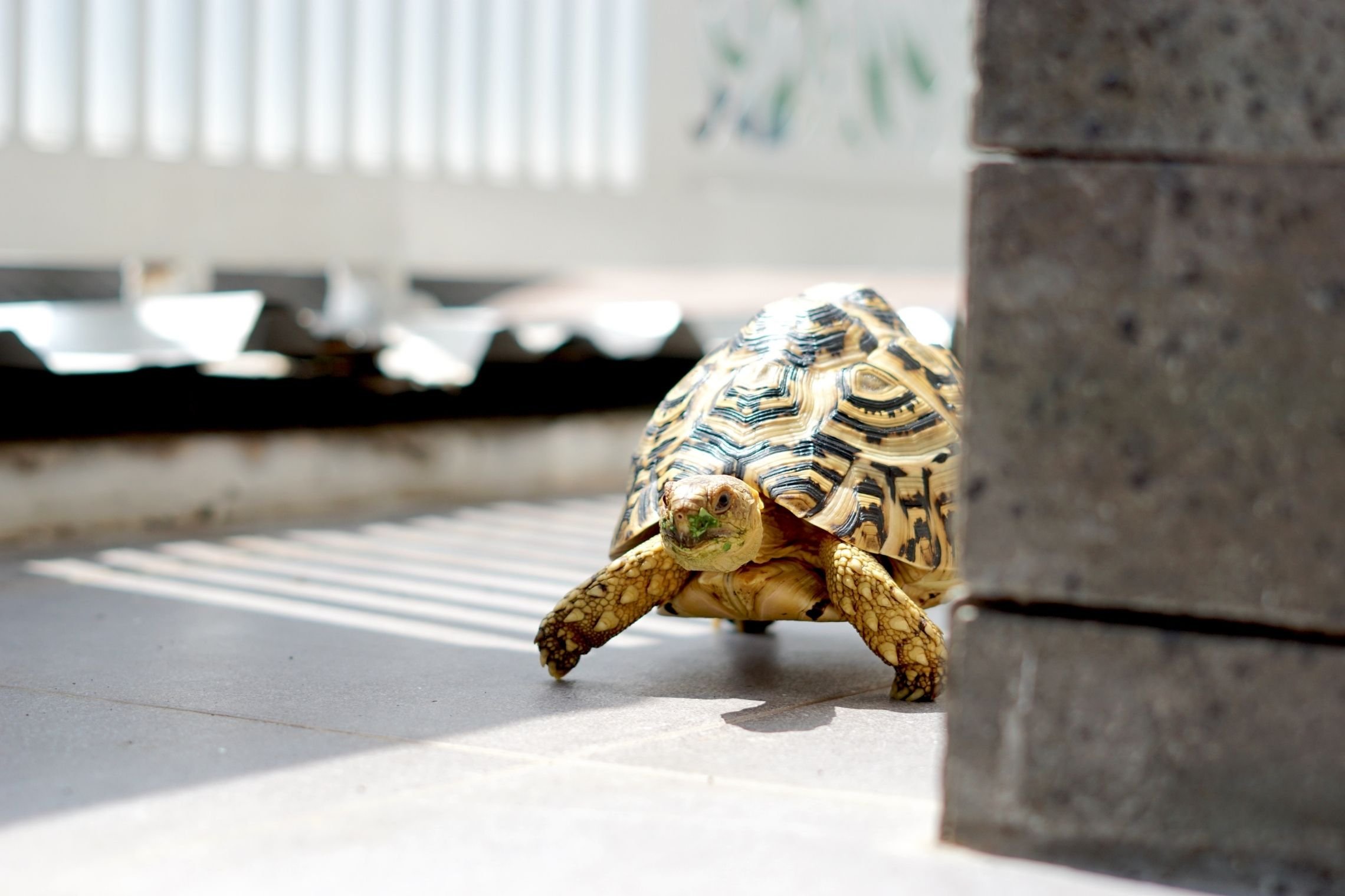 Leopardinis vėžlys, lot. Stigmochelys pardalis (asociatyvi nuotrauka)