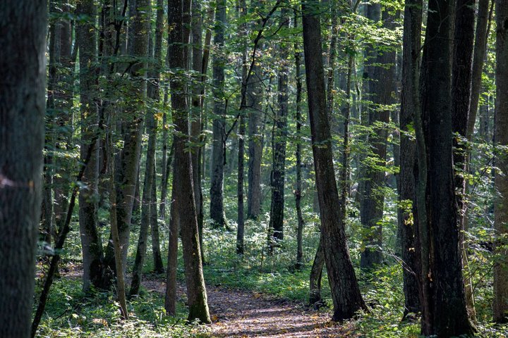 Miškas (asociatyvi nuotrauka)