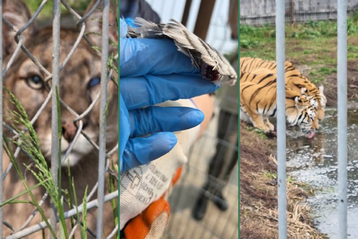 Klaipėdos zoologijos sodo gyvūnai