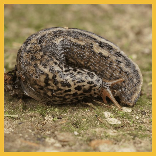 Svetimžemė rūšis – didysis šliužas (nuotrauka)