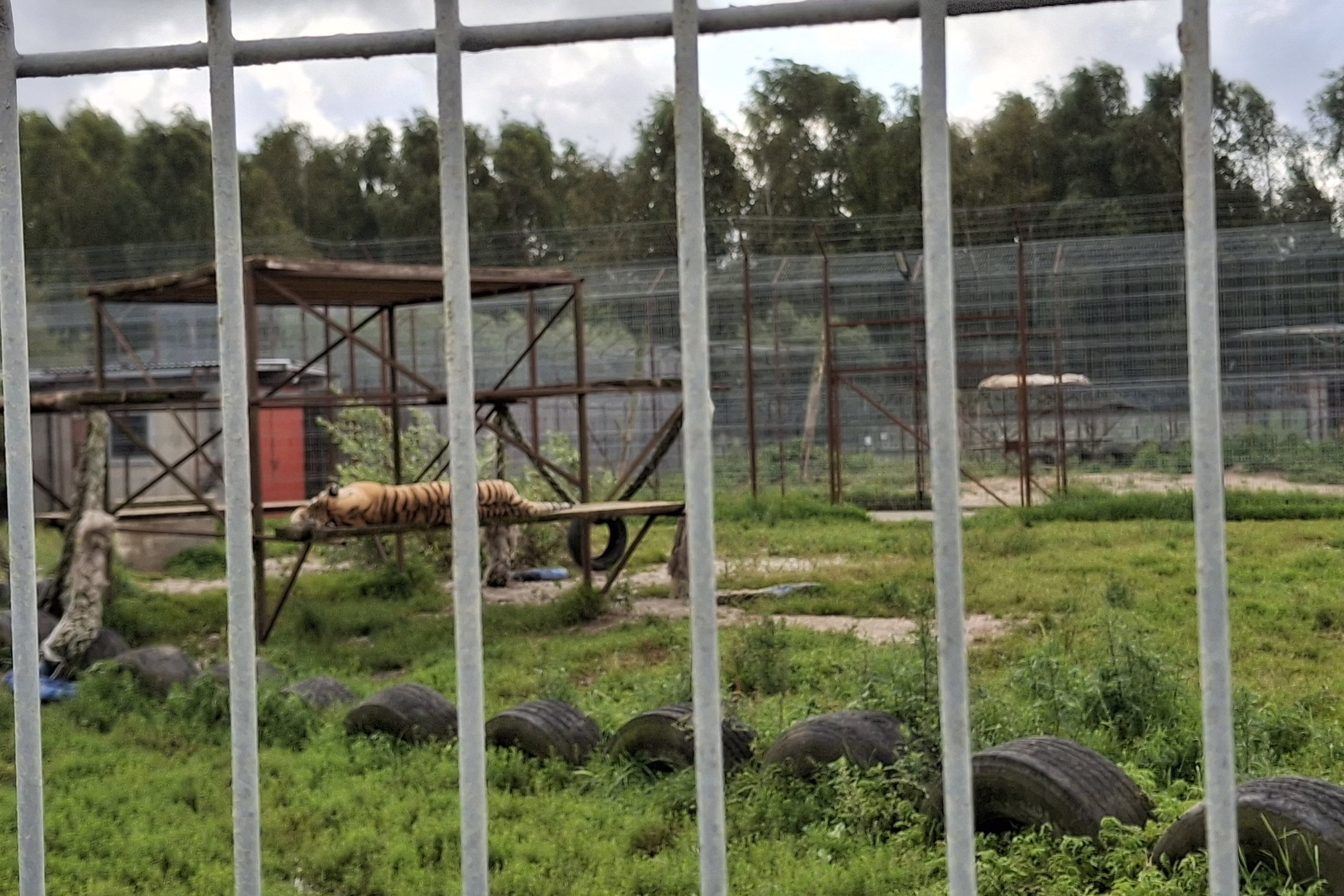 Klaipėdos zoologijos sode laikomas tigras (asociatyvi nuotrauka)