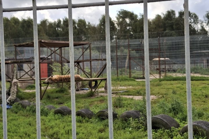 Klaipėdos zoologijos sode laikomas tigras (asociatyvi nuotrauka)