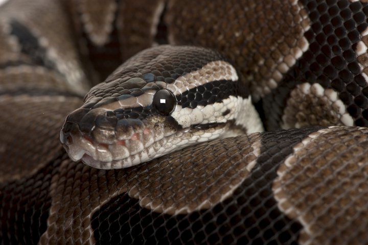 Karališkasis pitonas, lot. Python regius (asociatyvi nuotrauka)