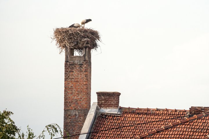 Paukščių lizdas (asociatyvi nuotrauka)