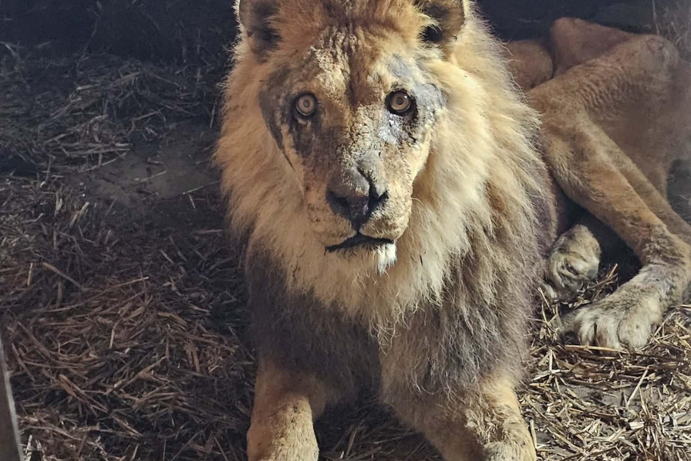 Iš Klaipėdos zoologijos sodo paimtas liūtas