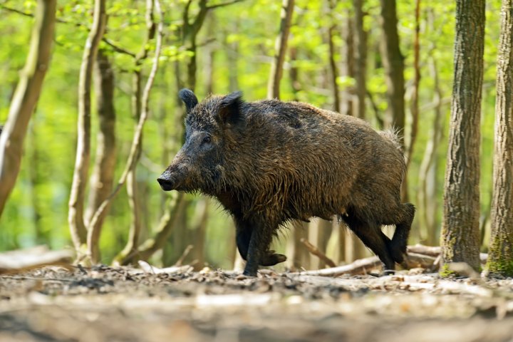 Šernas (asociatyvi nuotrauka)